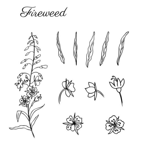 Иван чай нарисовать