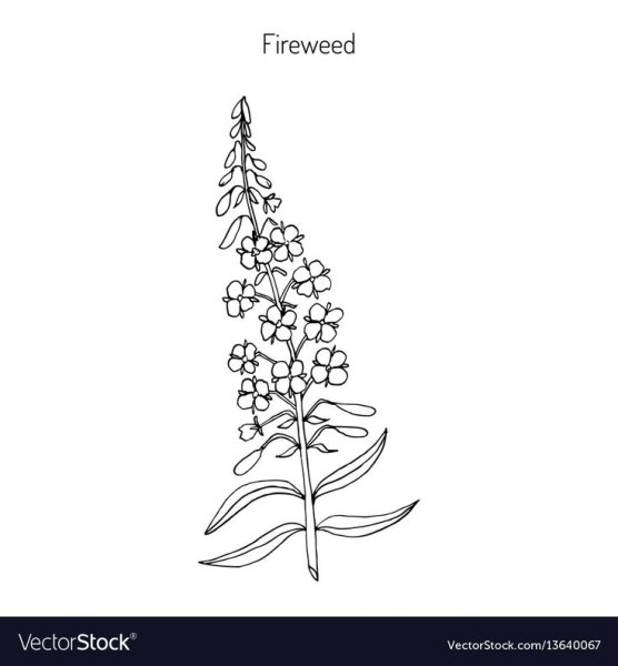 Иван чай карандашом