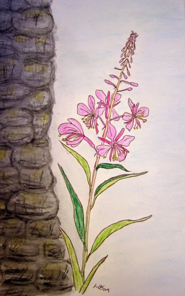 Кипрей узколистный рисунок