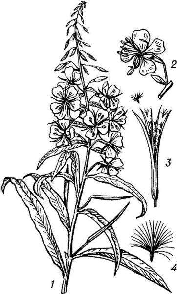 Иван-чай узколистный