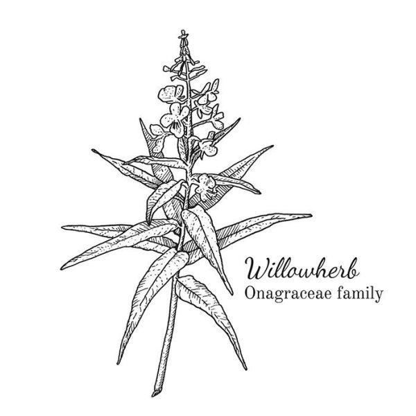 Иван чай Ботаническая иллюстрация