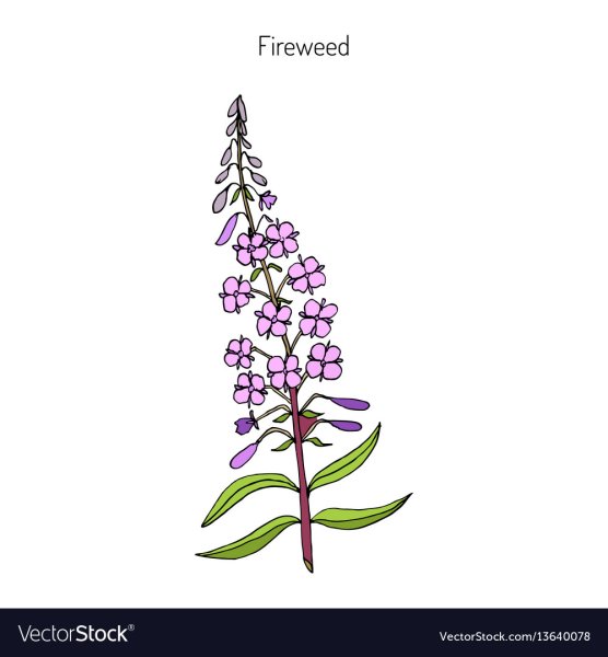 Иван-чай (кипрей) рисунок