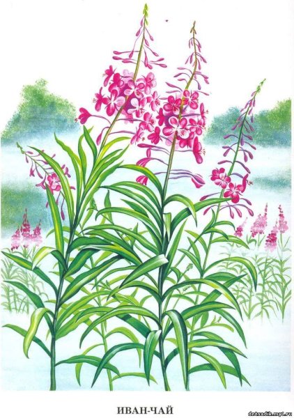 Альбом для раскрашивания цветы