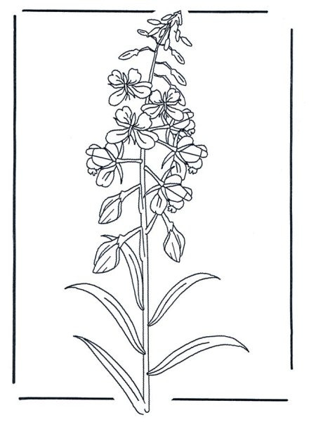 Иван-чай растение в векторах