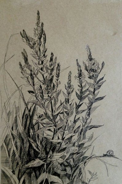 Иван чай раскраска