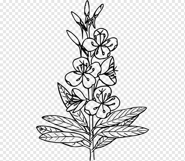 Зверобой продырявленный чб