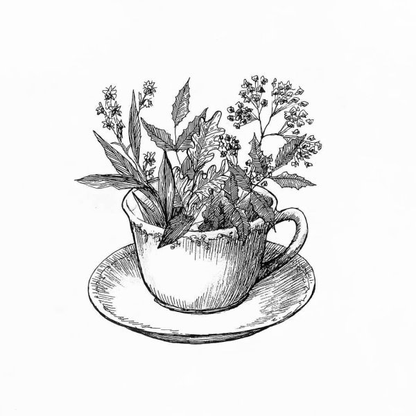 Кипрей Иван чай Графика