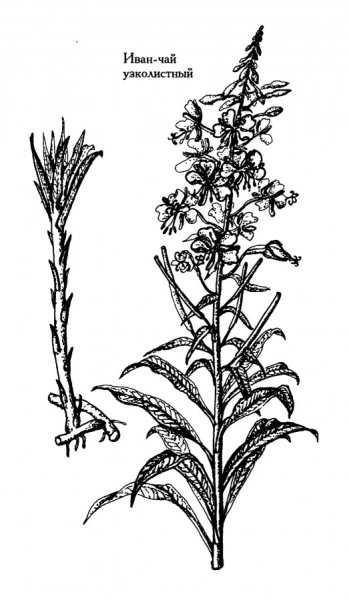 Кипрей Иван чай Графика