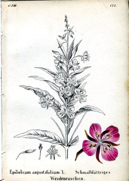 Иван чай вектор