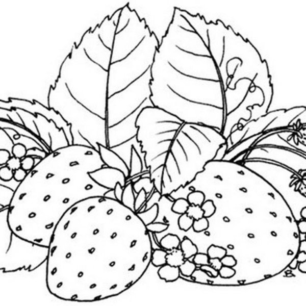 Боярышник раскраска для детей