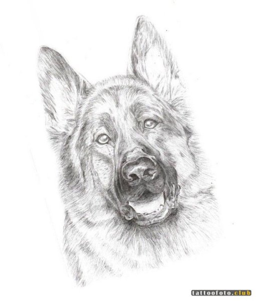 Овчарка карандашом