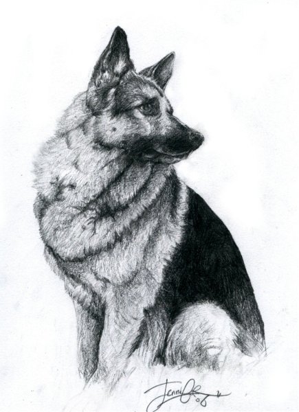 Овчарка рисунок