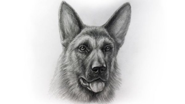 Овчарка карандашом для начинающих