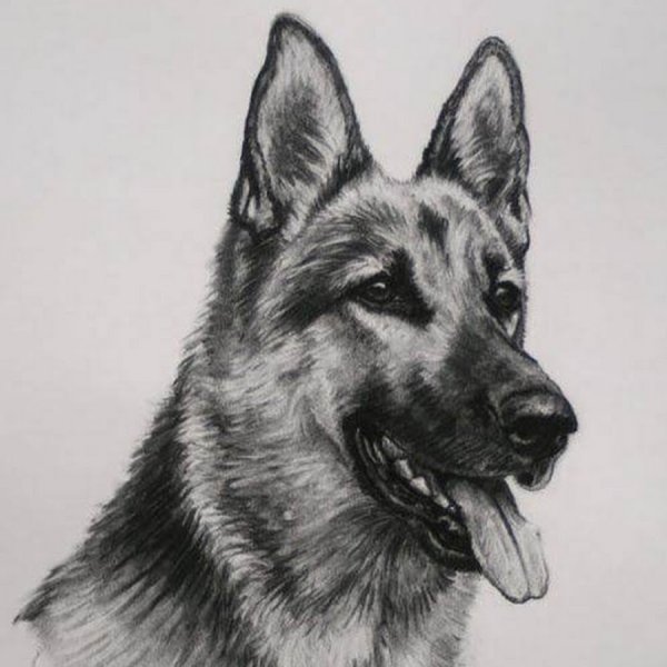 Овчарка эскиз