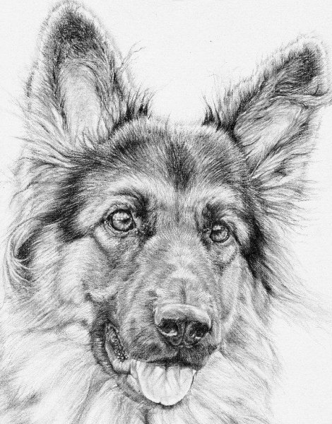 Немецкая овчарка карандашом