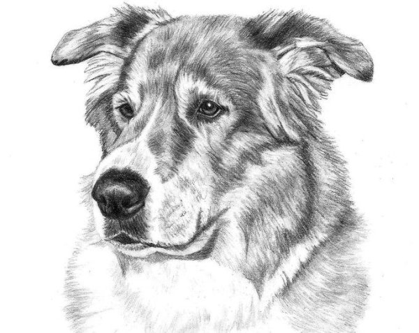 Морда собаки карандашом