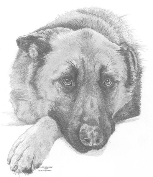 Дворняжка рисунок