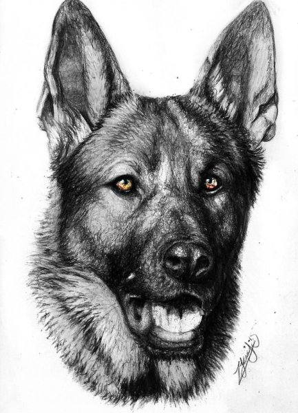 Овчарка набросок