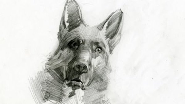 Рисунки для срисовки собаки немецкая овчарка в карандаше