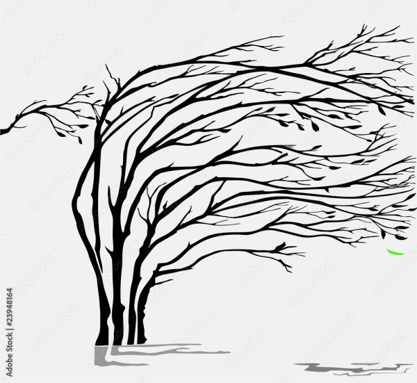 Берёза под ветром рисовать карандашом