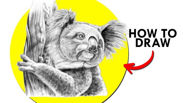 Нарисовать коалу карандашом