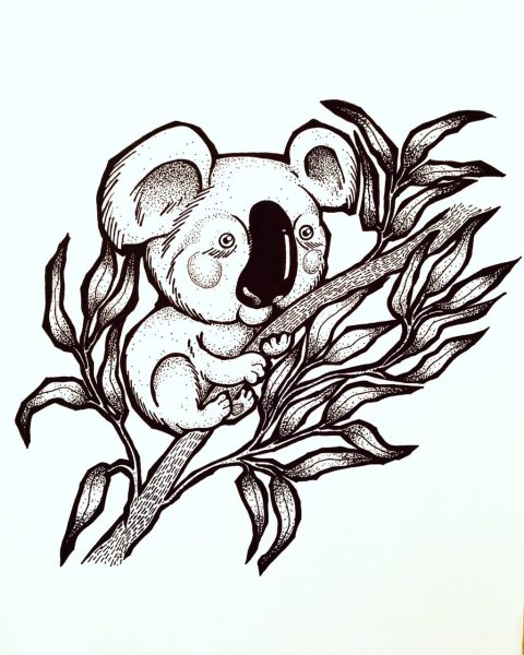 Коала черно белая