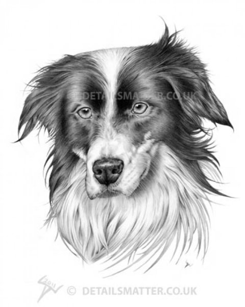 Бордер колли карандашом
