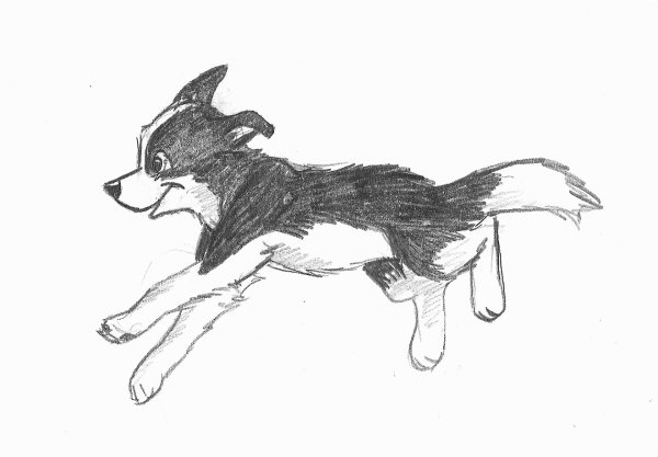 Рисование собаки Томки