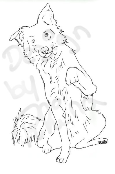 Лайны бордер колли