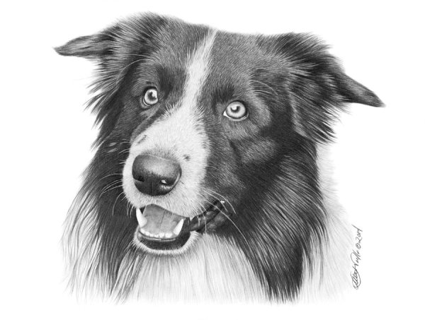 Раскраска бордер колли
