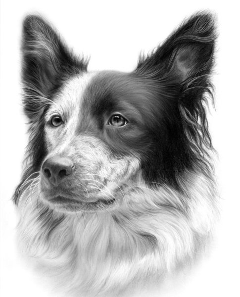 Бордер колли арт