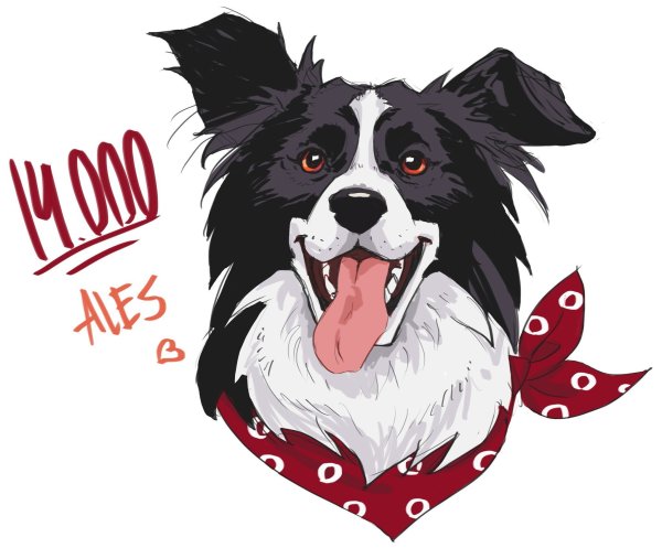 Бордер колли щенки