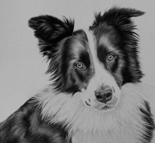 Лайны бордер колли