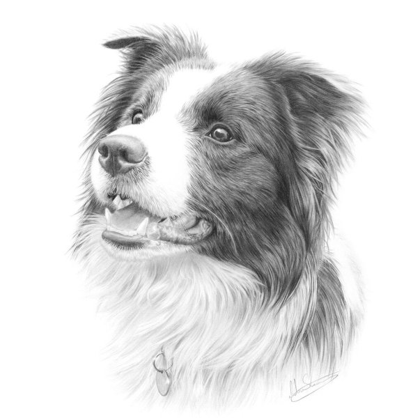 Бордер колли арт скетч