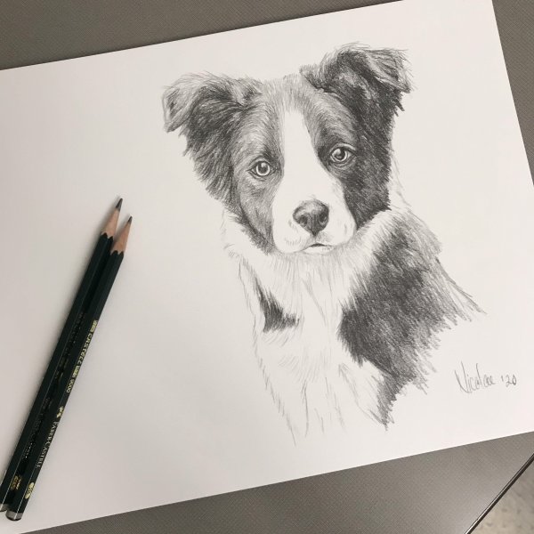 Колли Мерль арт