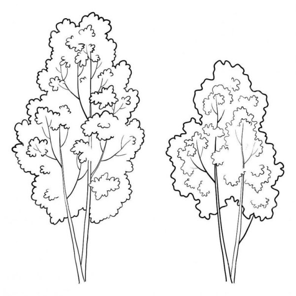 Куст контур