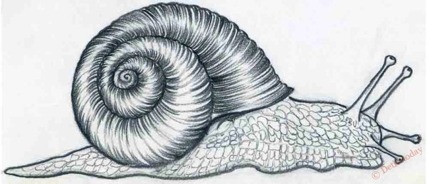 Рисование улитка