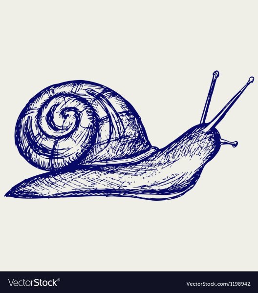 Улитка рисунок
