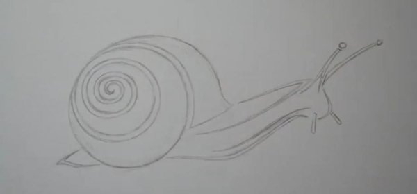 Наброски карандашом улитка