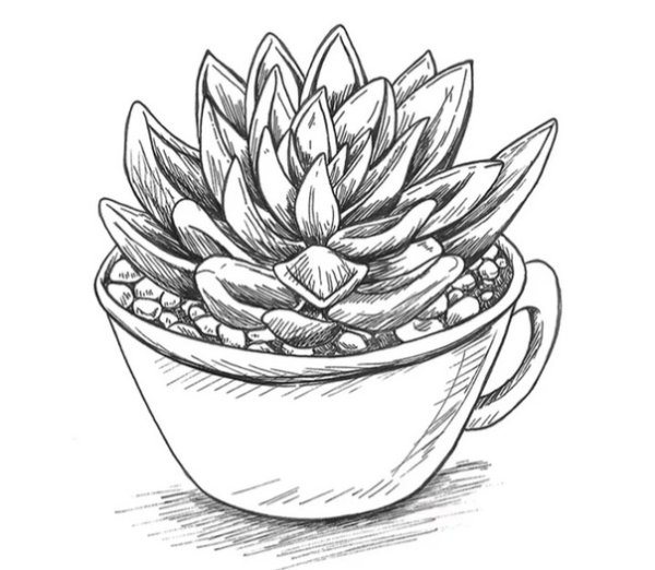 Раскраска комнатные растения в горшках