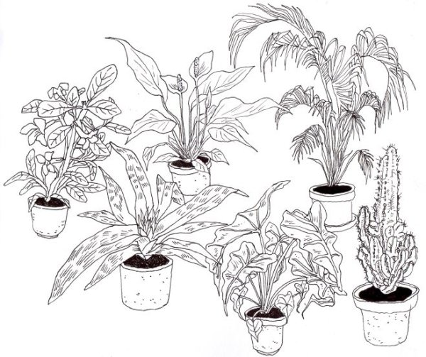 Узамбарская фиалка раскраска