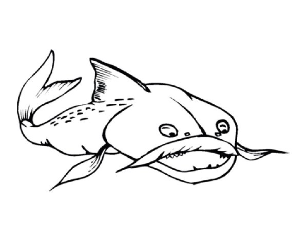 Сом раскраска