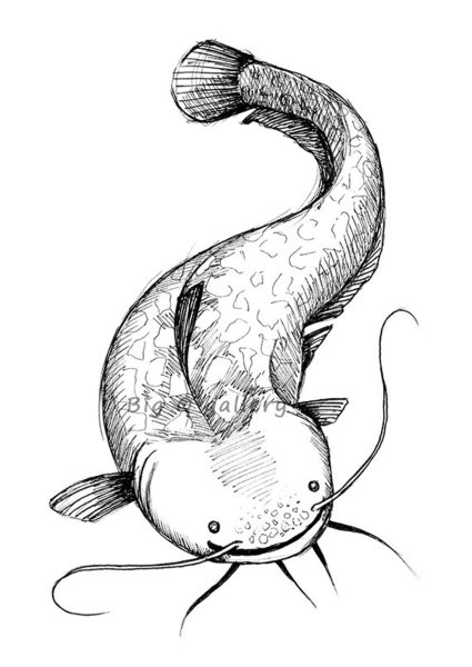Рисунок Catfish