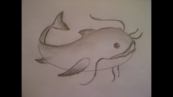 Сом карандашом