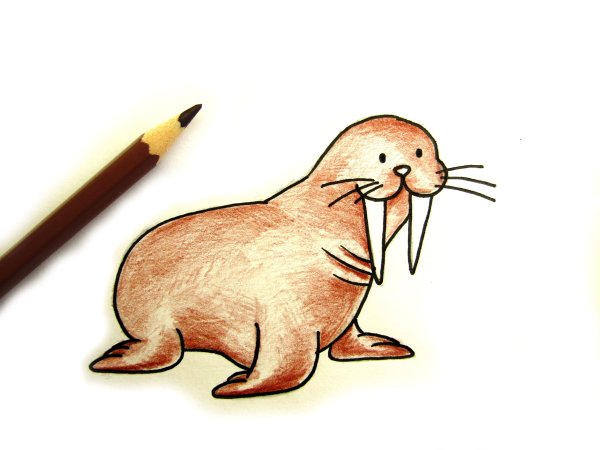 Поэтапное рисование моржа для детей