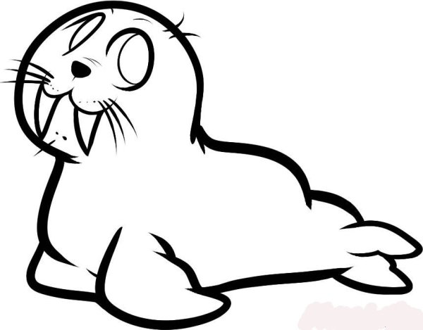 Рисунок маленький морж для детей