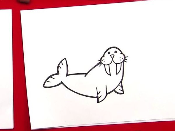 Морж раскраска для детей