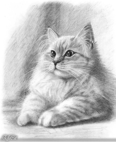 Кот рисунок карандашом для срисовки легкие