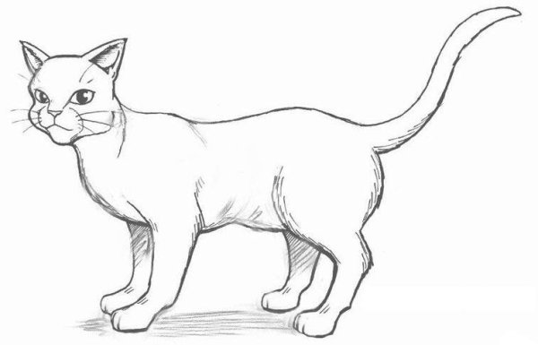 Кот для рисования
