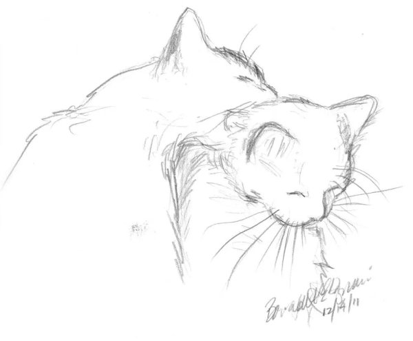 Анатомия кошек референс